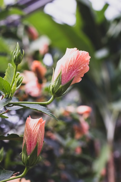 粉红色花瓣的花